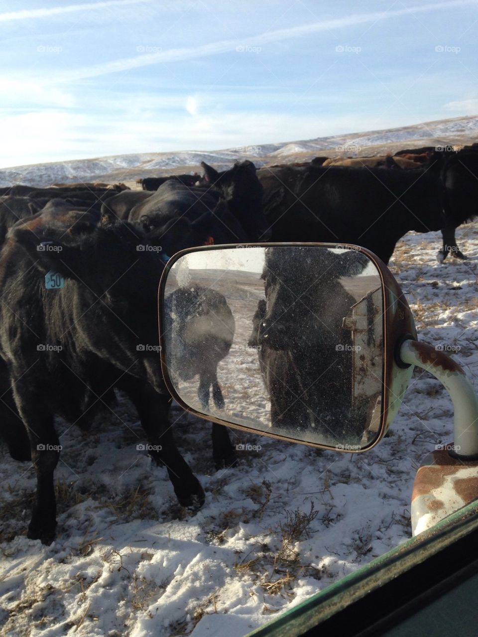 Cow in rear view mirror
