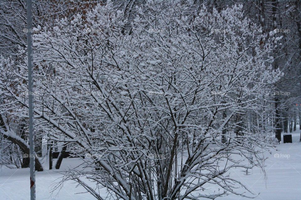 Snow trees