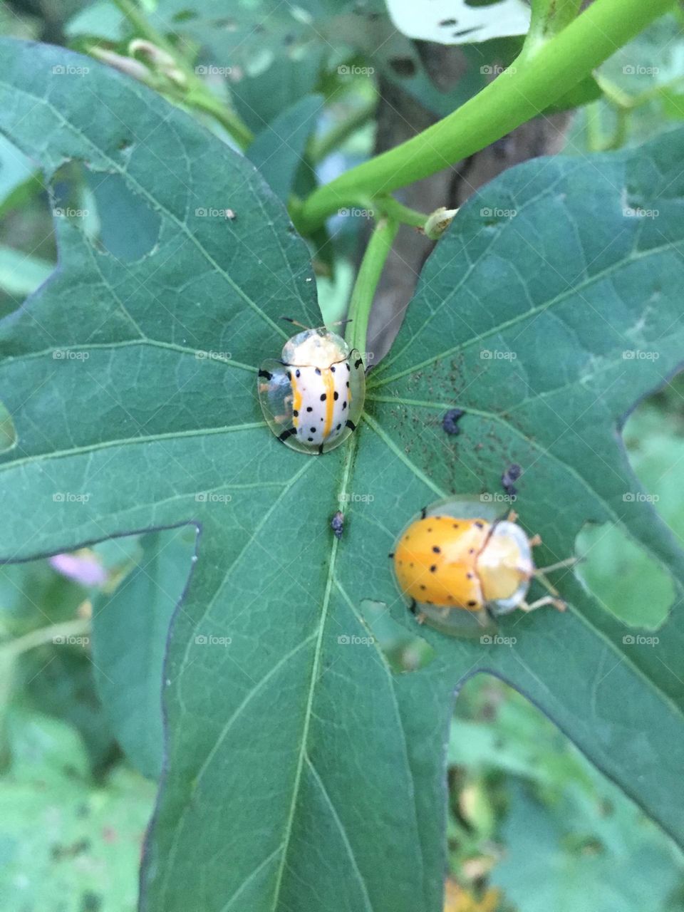 These two tiny insects mating 