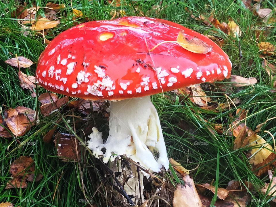 Walhalla and the lovely Vikings come to mind again...