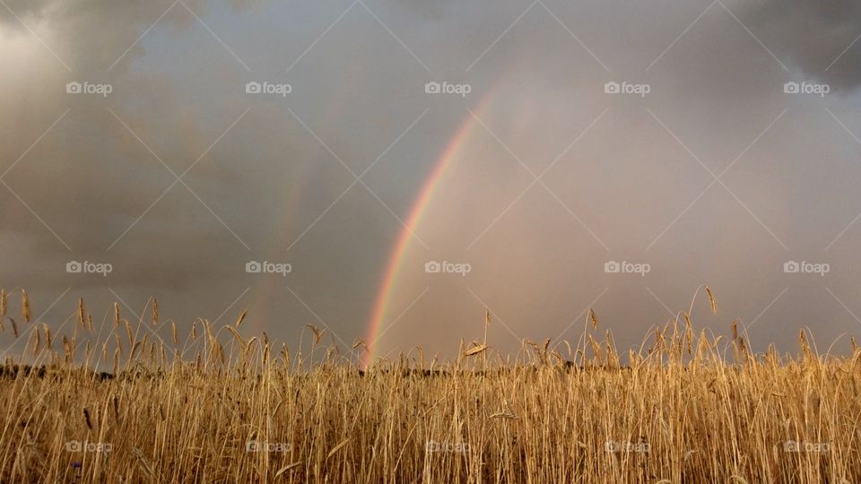 Regenbogen im Kornfeld, zauberhaft, märchenhaft