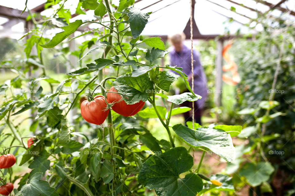 Organic tomatoes in a greenhouse.