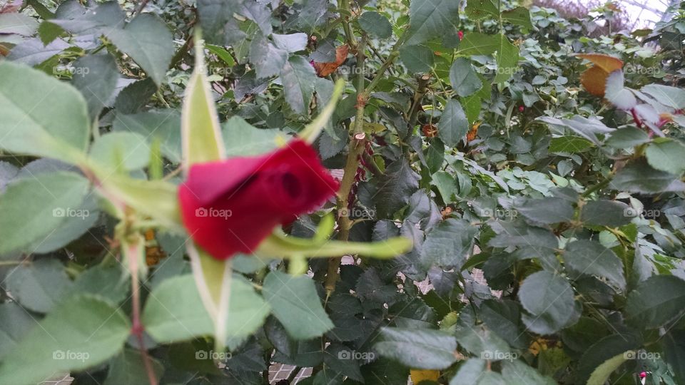 Flower, Leaf, No Person, Nature, Outdoors