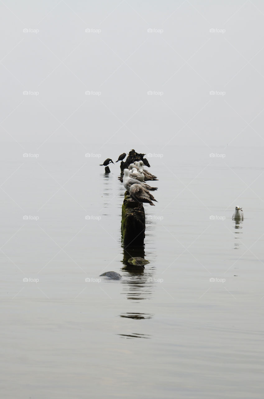 foggy day at the Baltic sea