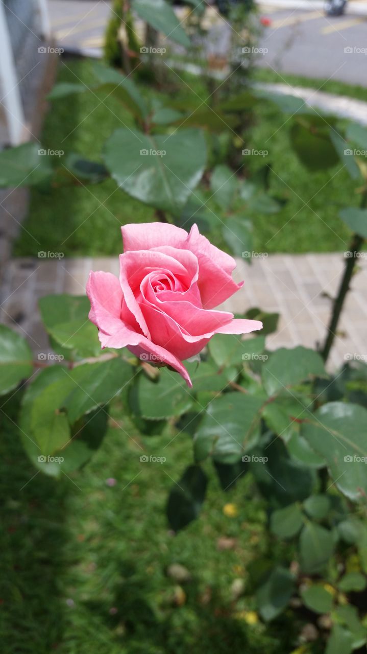 Rosa