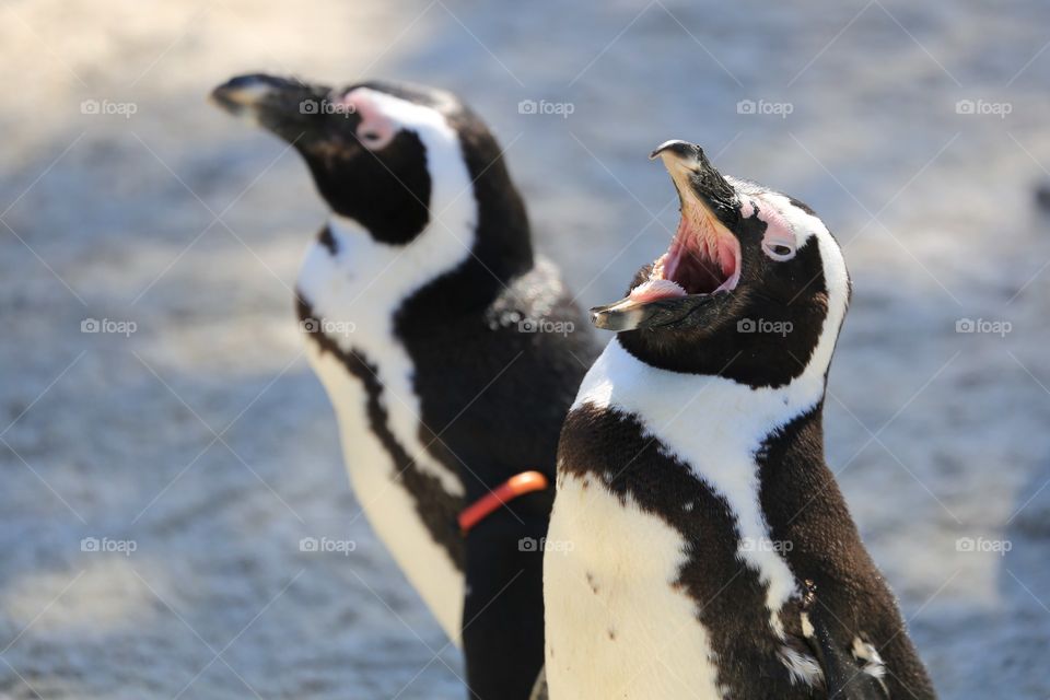 Wife and husband penguins 😊