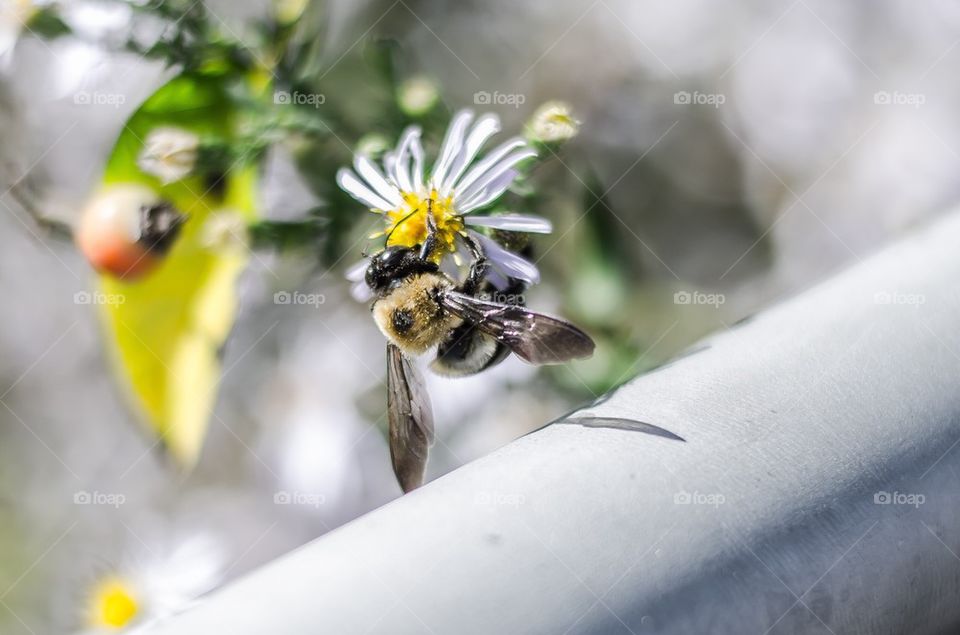 Bee