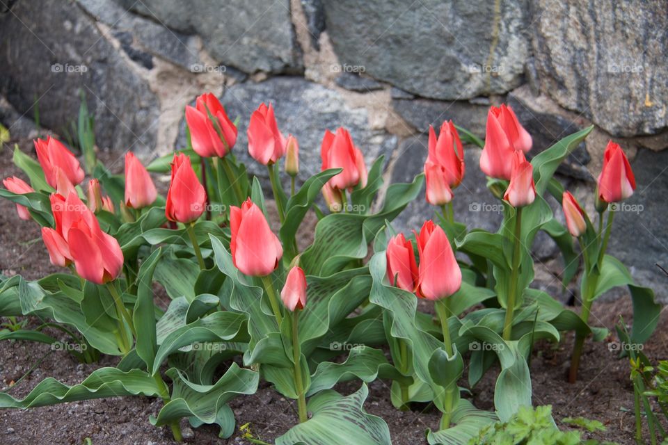 Red tulips . Tulips 