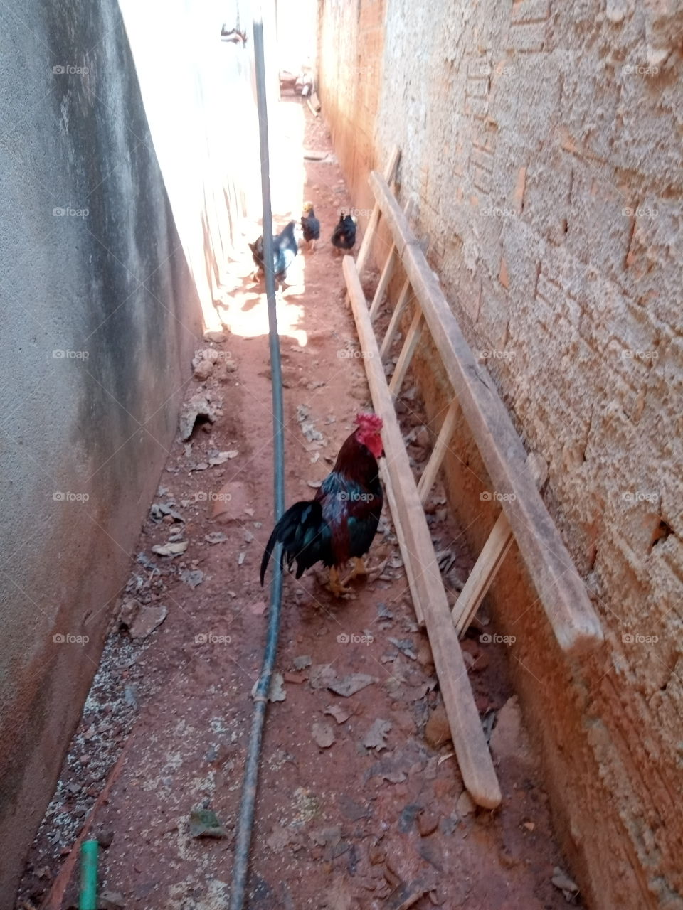 Galo, escada e mangueira