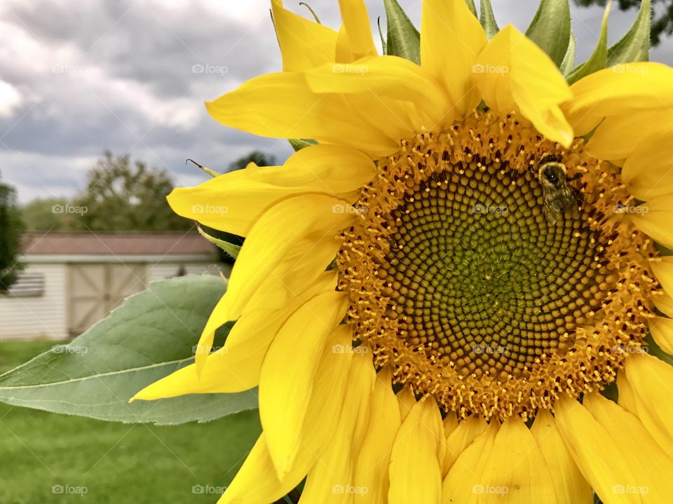 Sunflower with bee in late summer