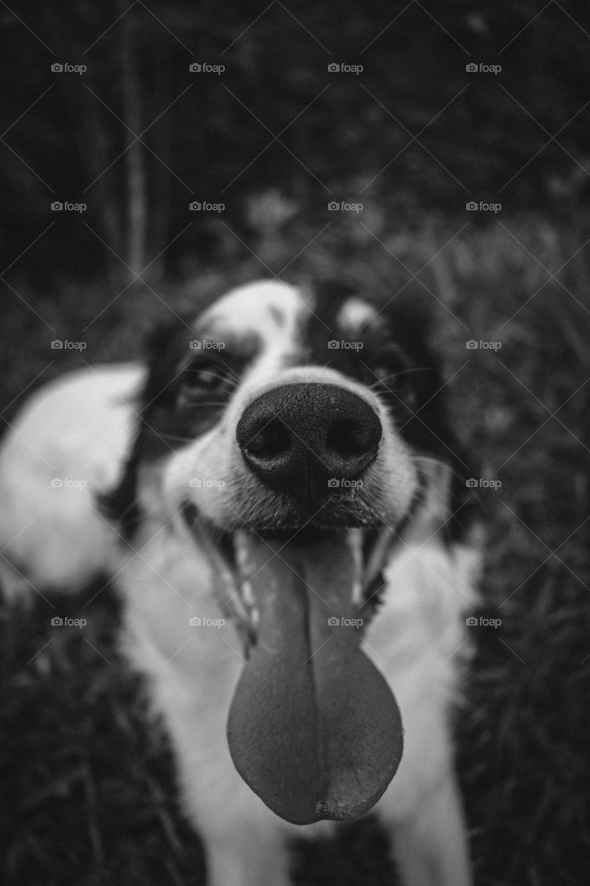 Black and white dog closeup