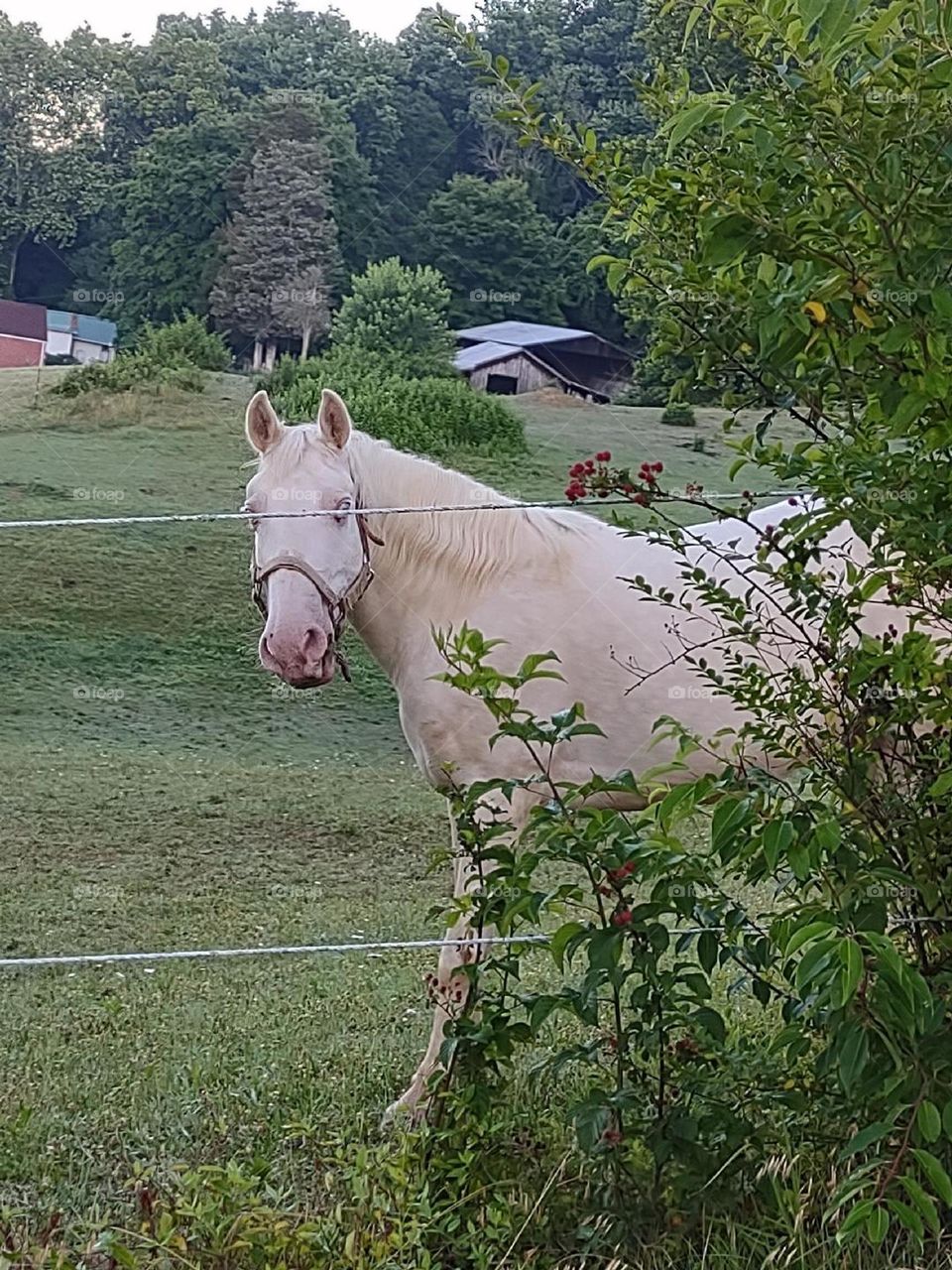 just a horse