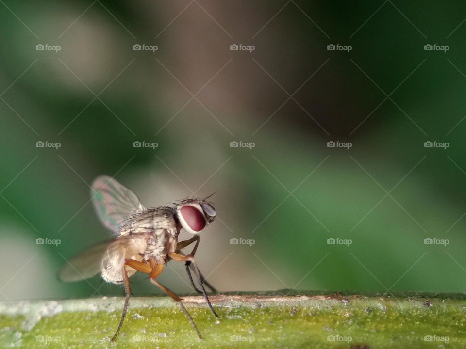 closeup of fly. insect. animal