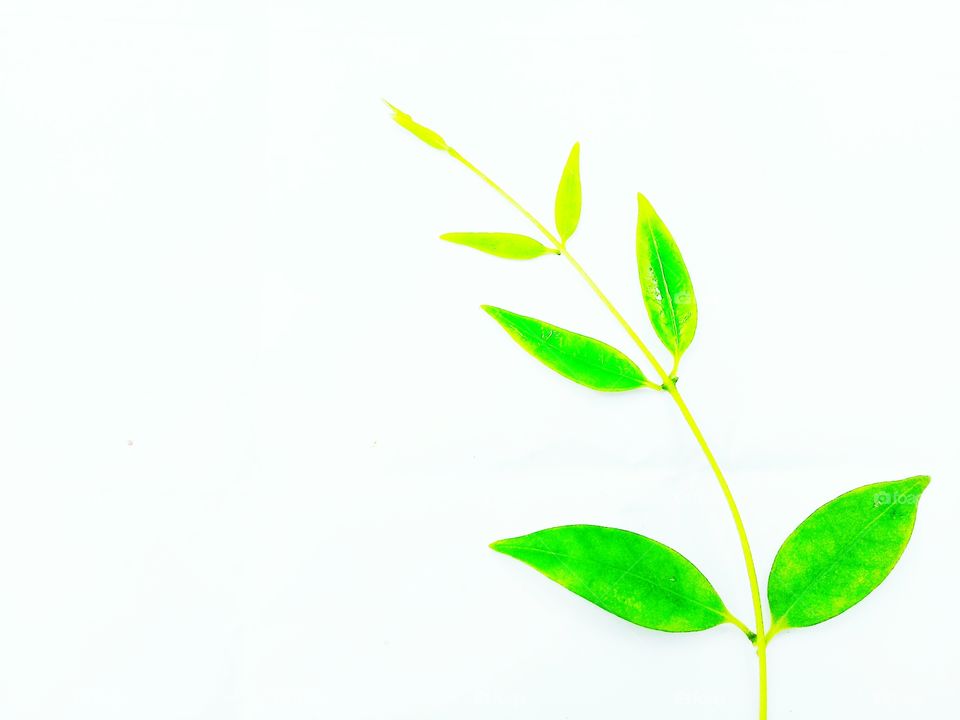 Leaf fresh with green color with white background
