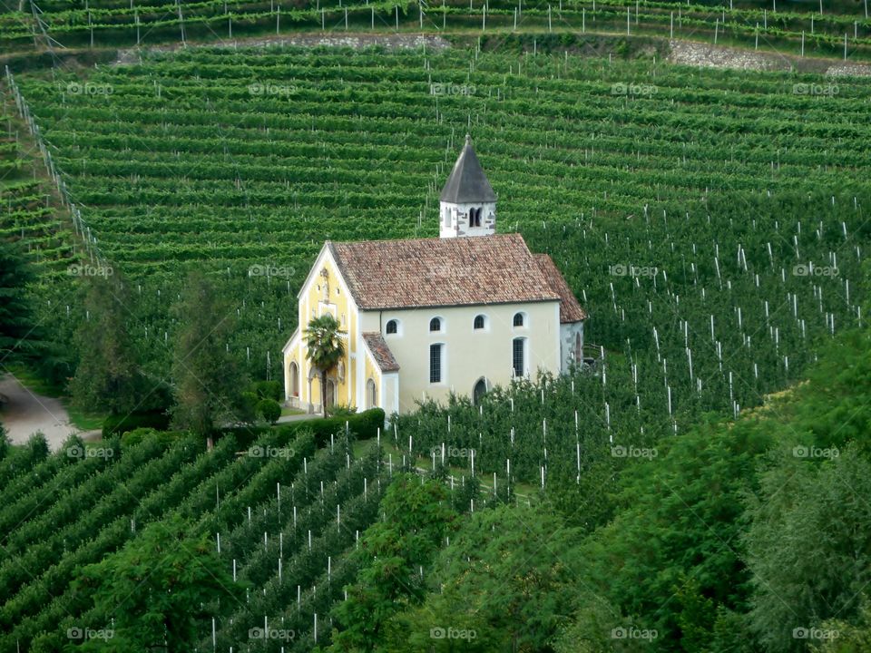 Church and grapes/ Merano/ Italy 