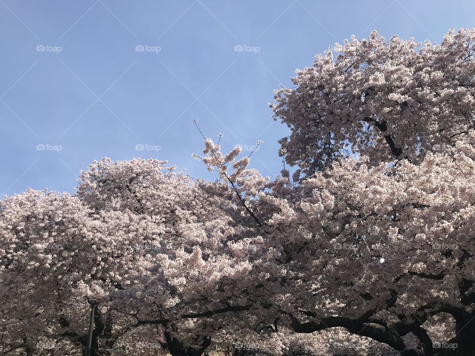 Cherry trees