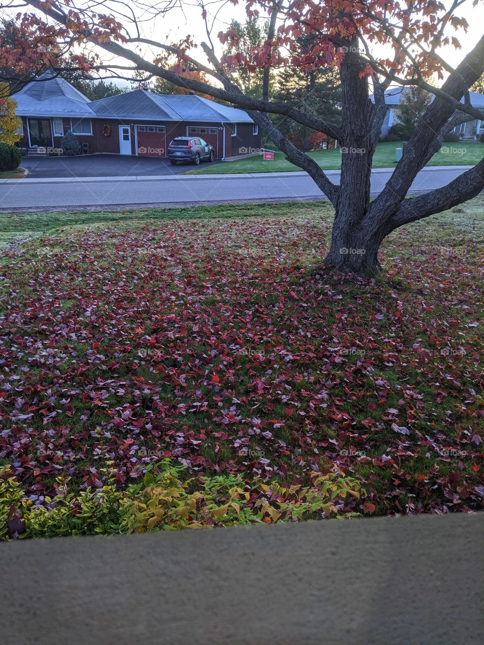 look at the beautiful colour of those leaves on the lawn.