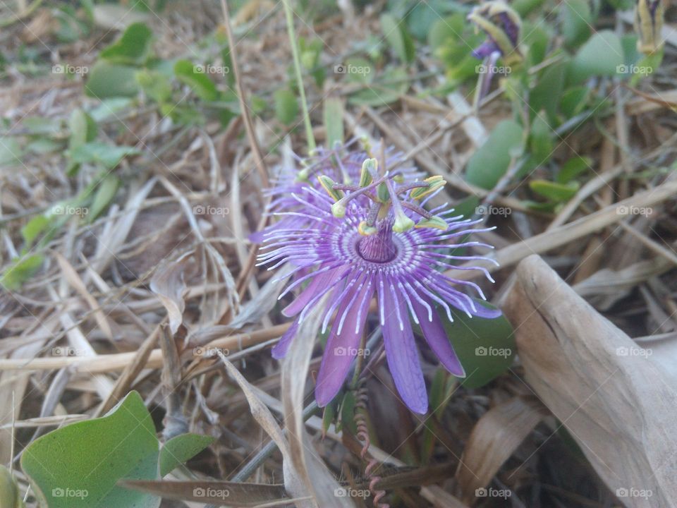 flor de praia