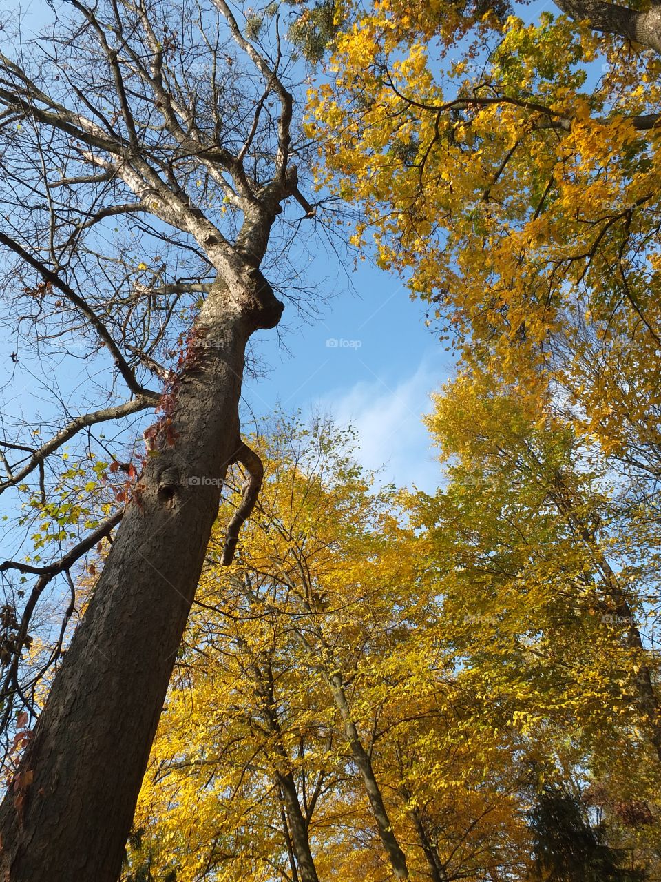 Autumn time. Autumn trees. Autumn sky.