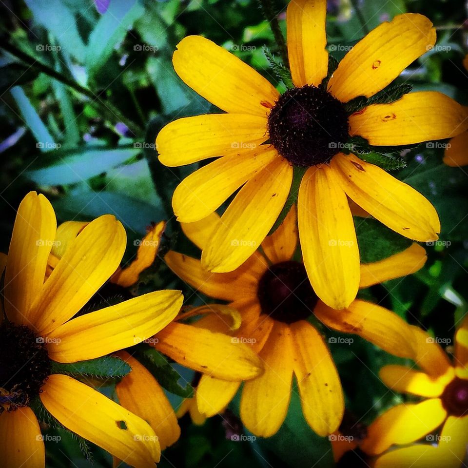 black eyed susans