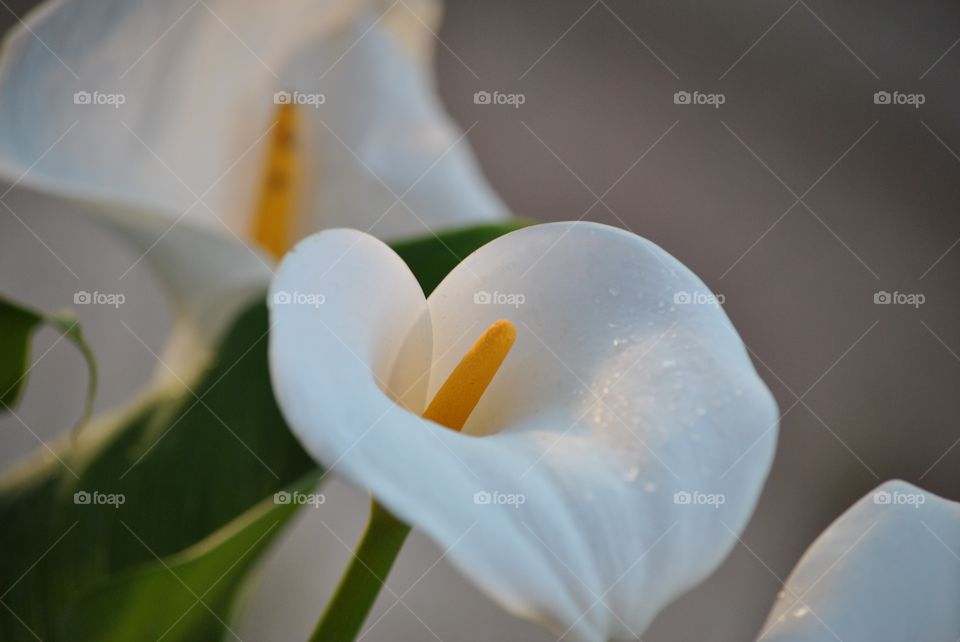 pretty flower glass of milk