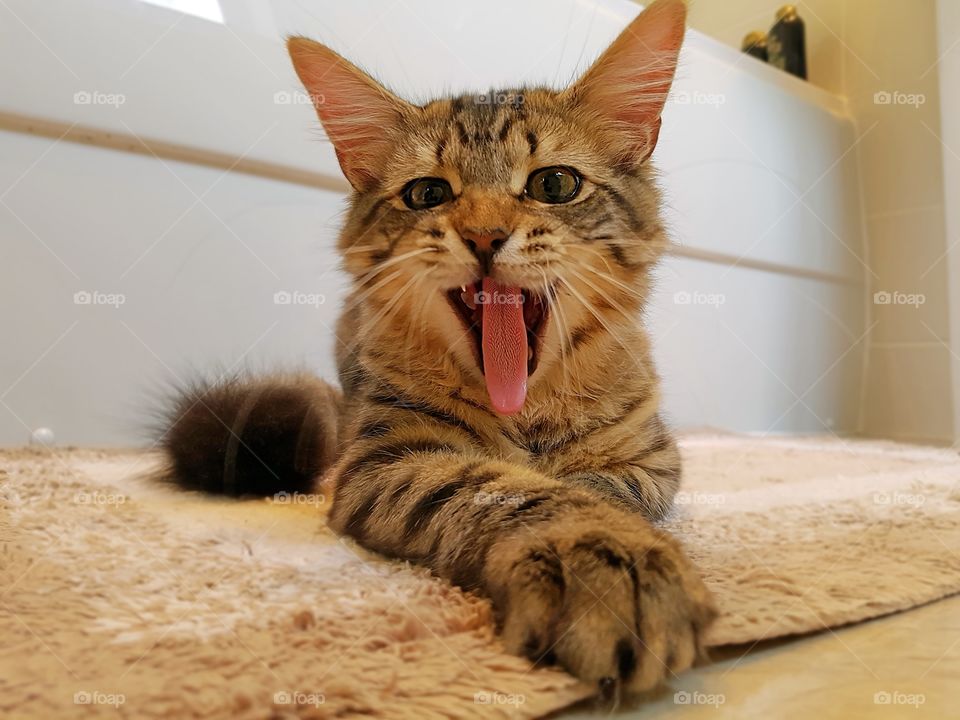 YOUNG MAINECOON TABBY CAT YAWNING PORTRAIT.