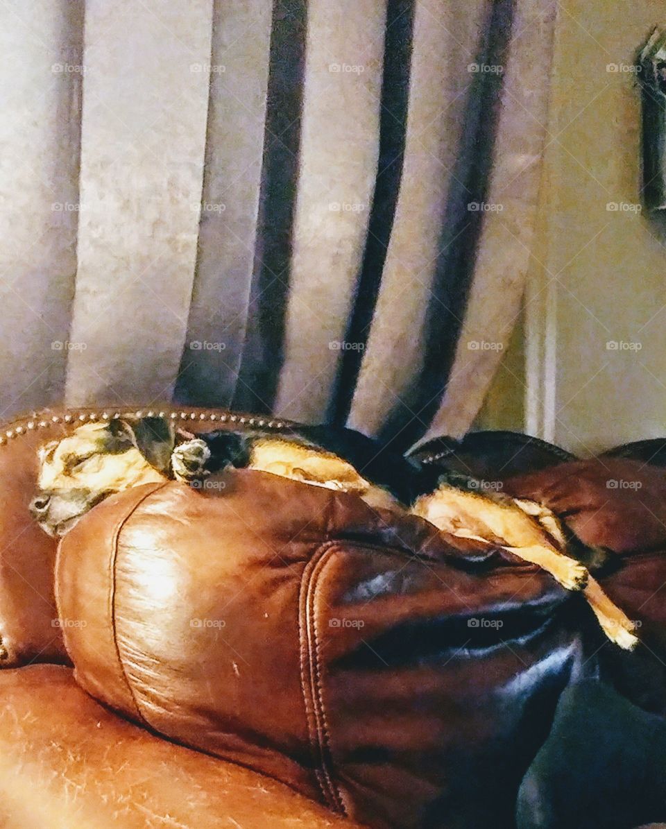 Dog sleeping on couch