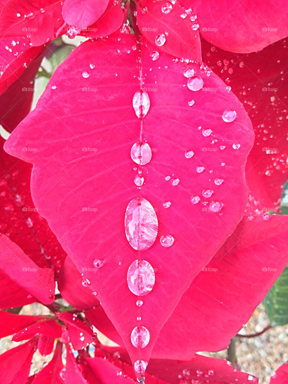Poinsettia leaf with raindrops.