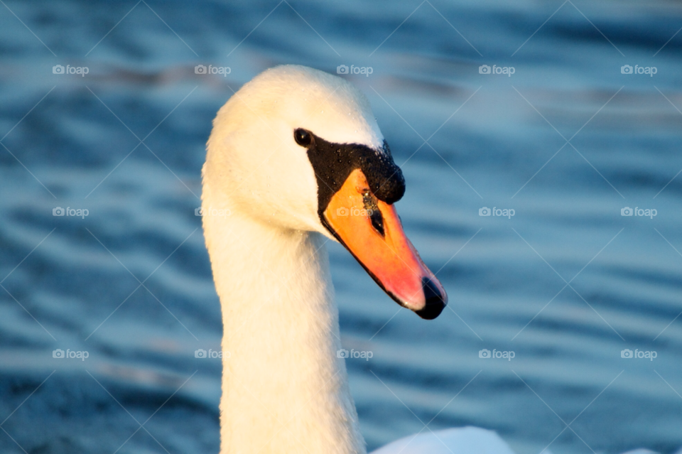 birds water lake animal by KathOnEarth