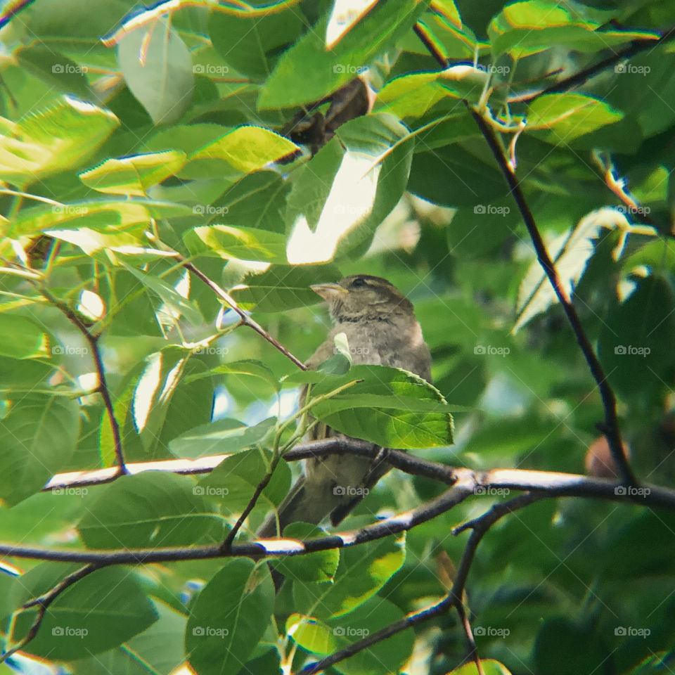 Sparrow looking away. Standing, resting on the small branch of the trees. Sparrows are beautiful. 