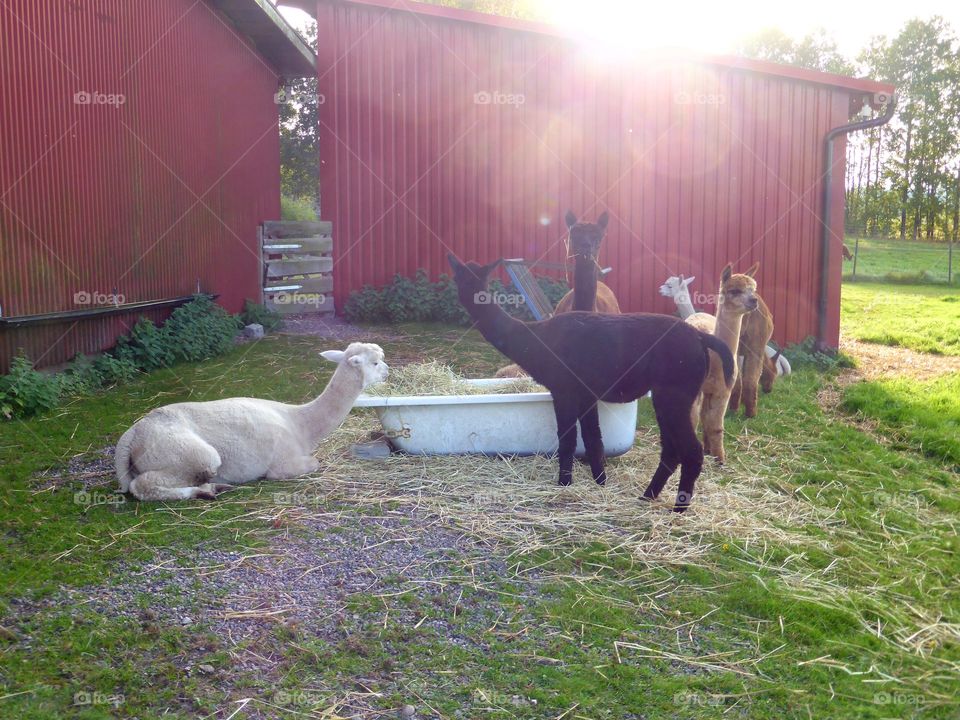 alpacas