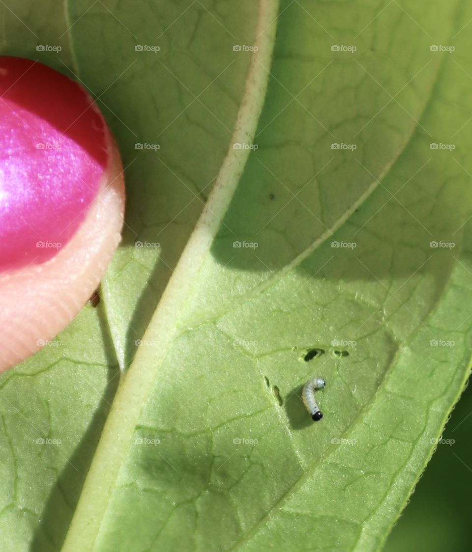 Newly hatched monarch caterpillar 