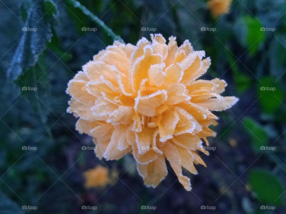 frozen flower