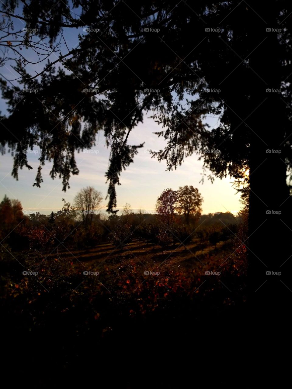 watching the sunrise under a sequoia tree