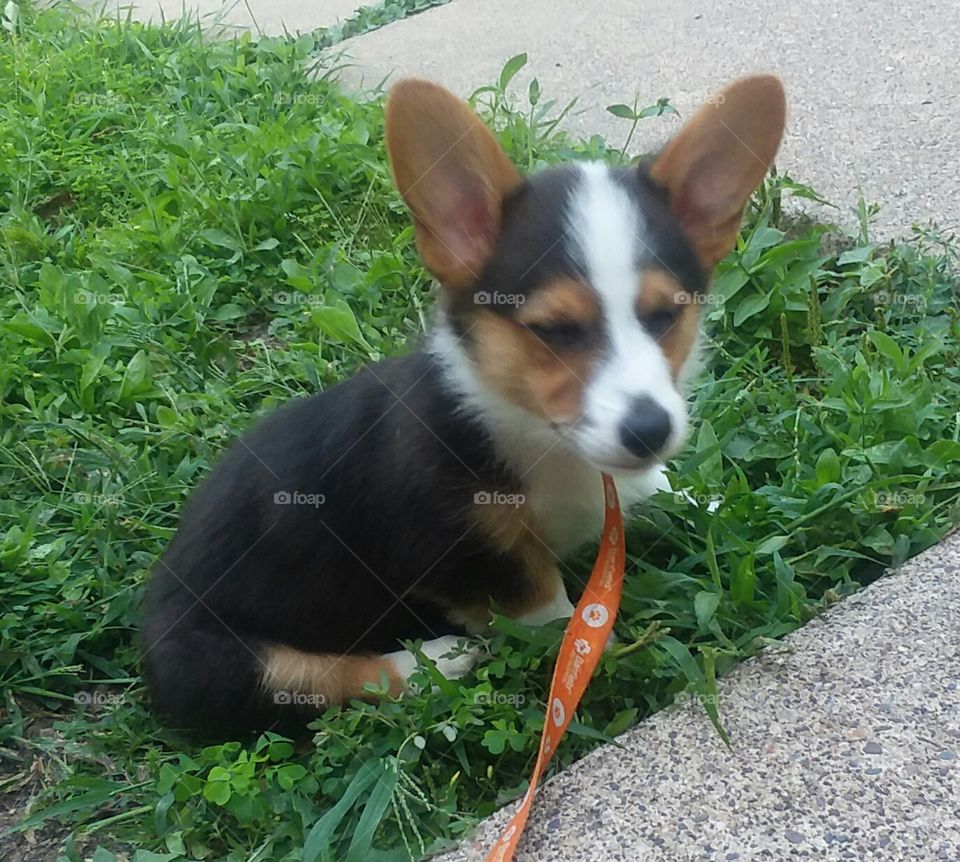 Disapproving Corgi aka Corgitude.