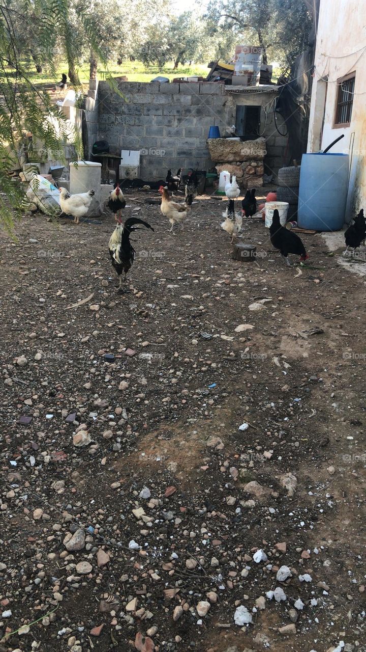 Gallinas campo naturaleza 