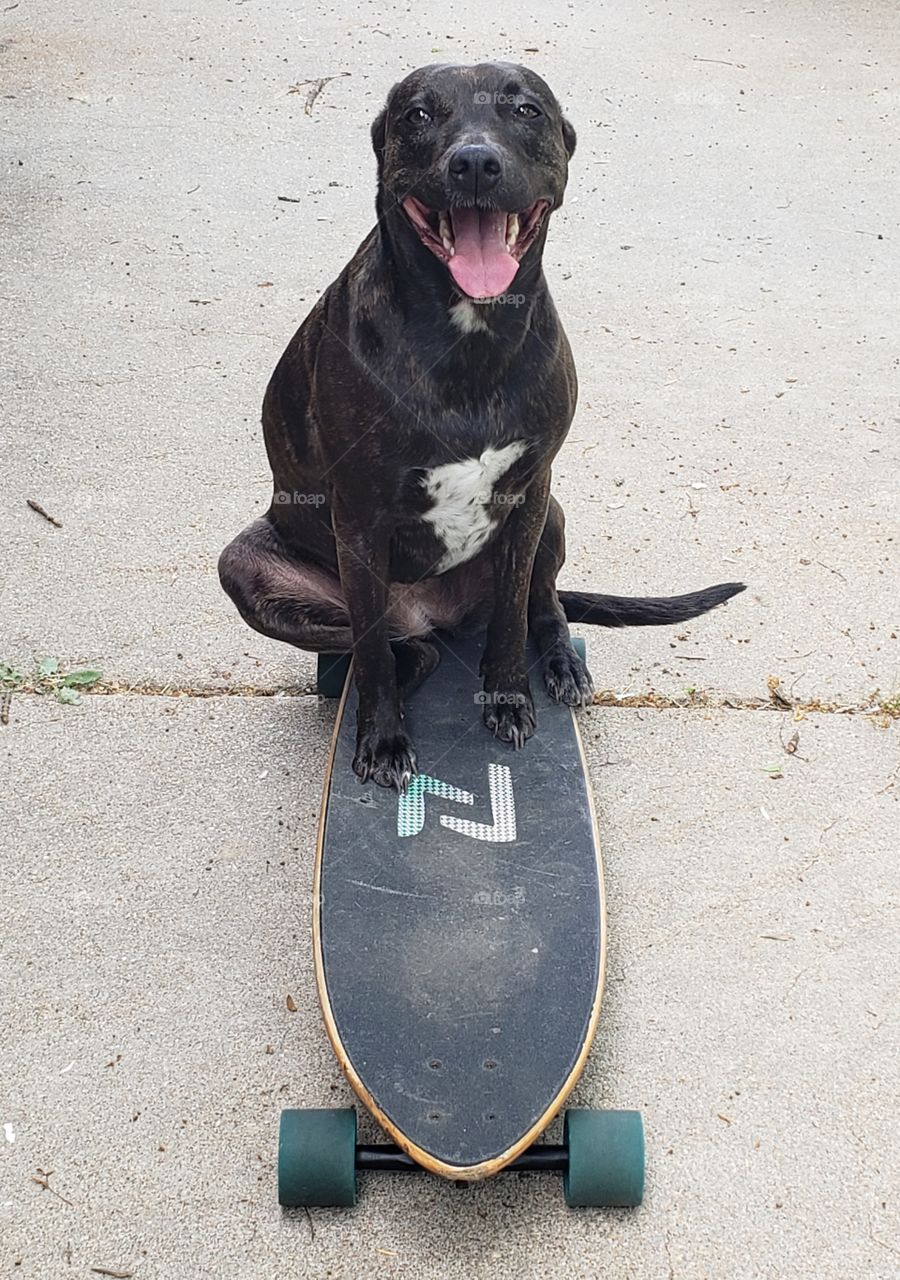 Happy dog riding a skateboard
