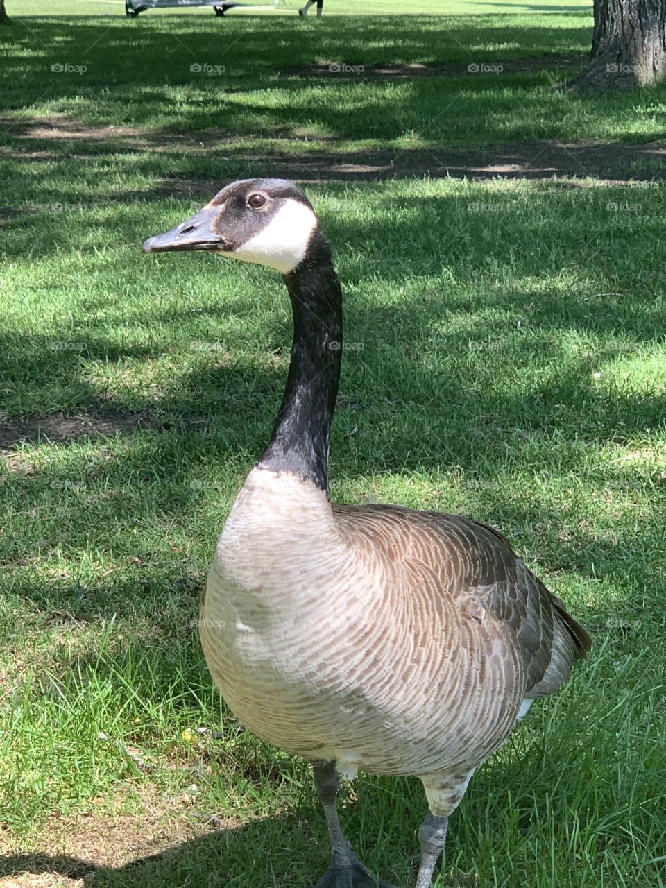 Goose in the park 