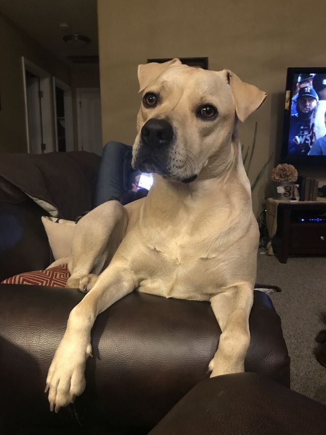 Poser