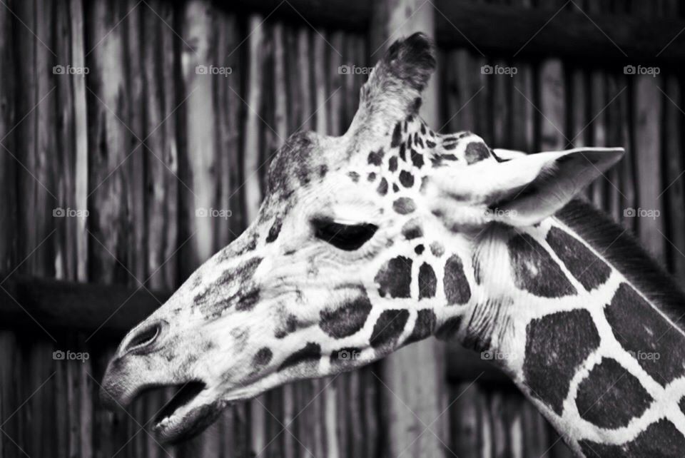 Giraffe 