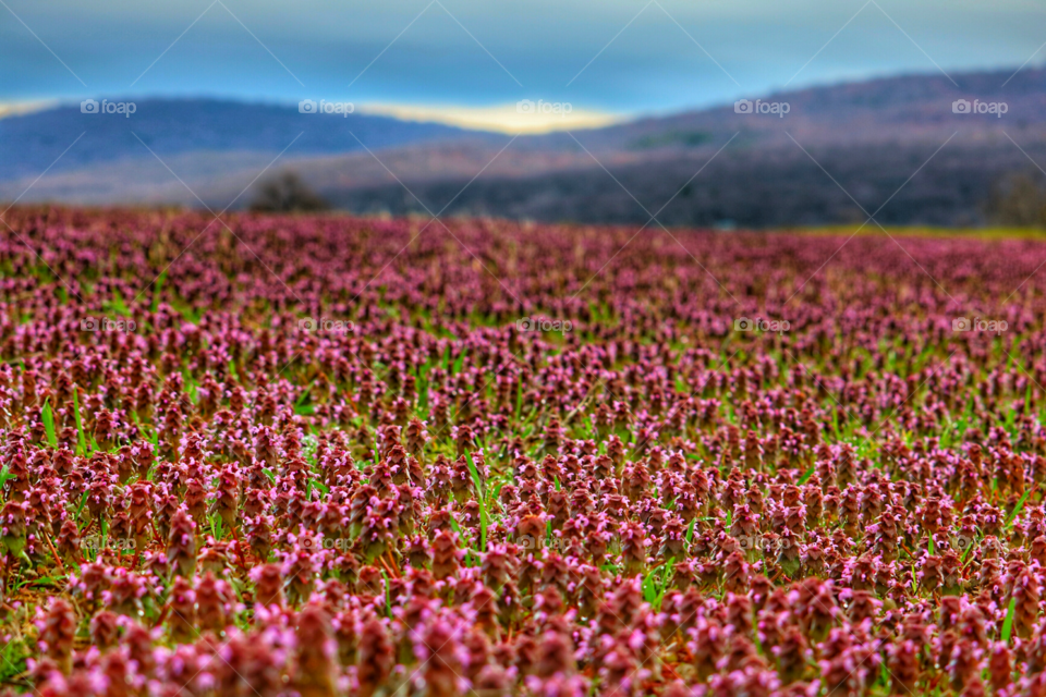 Pink flower field