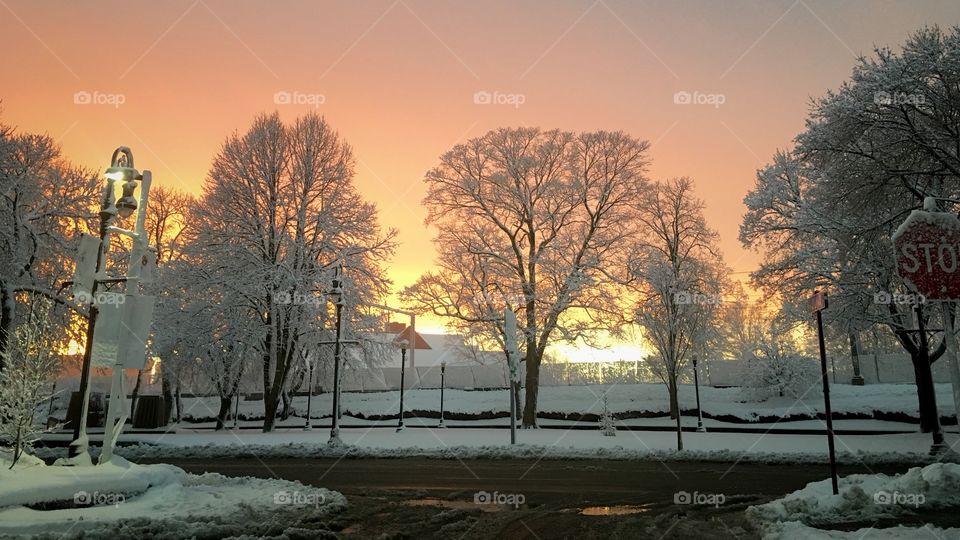 Snowy white trees during sunset. 