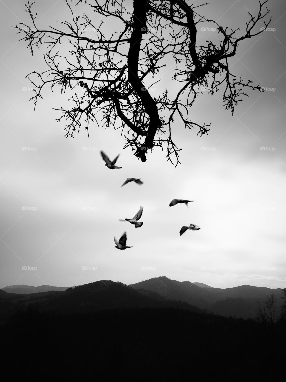 Black & white shot of mountains , tree branch & birds flying away .