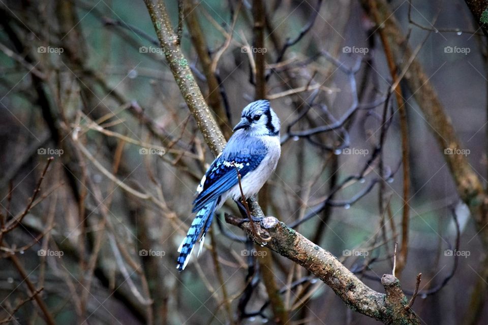 Backyard Blue Jay