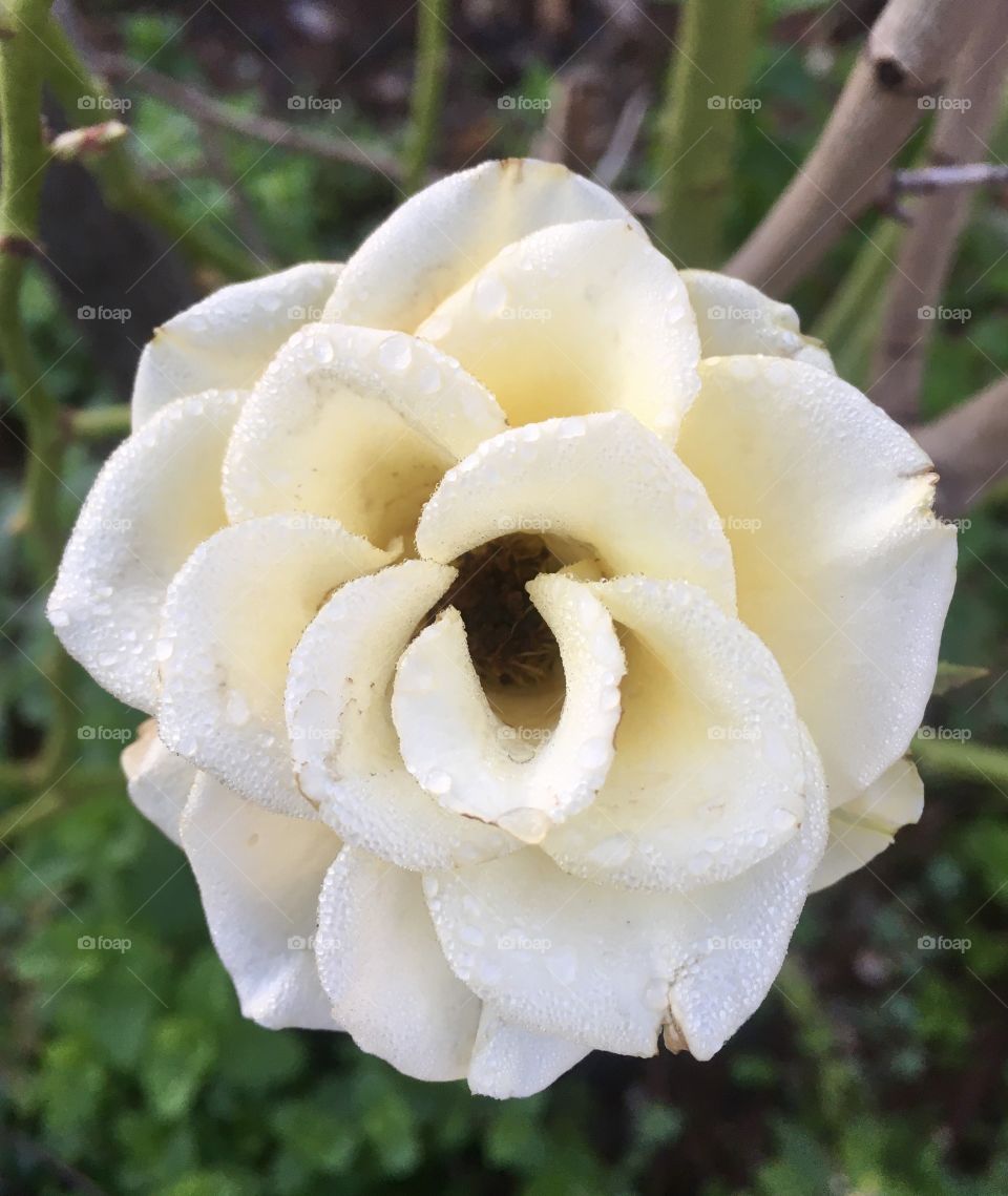 🌹 🇺🇸 Very beautiful flowers to brighten our day.  Live nature and its beauty. Did you like the delicate petals? / 🇧🇷 Flores muito bonitas para alegrar nosso dia. Viva a natureza e sua beleza. Gostaram das pétalas delicadas? 