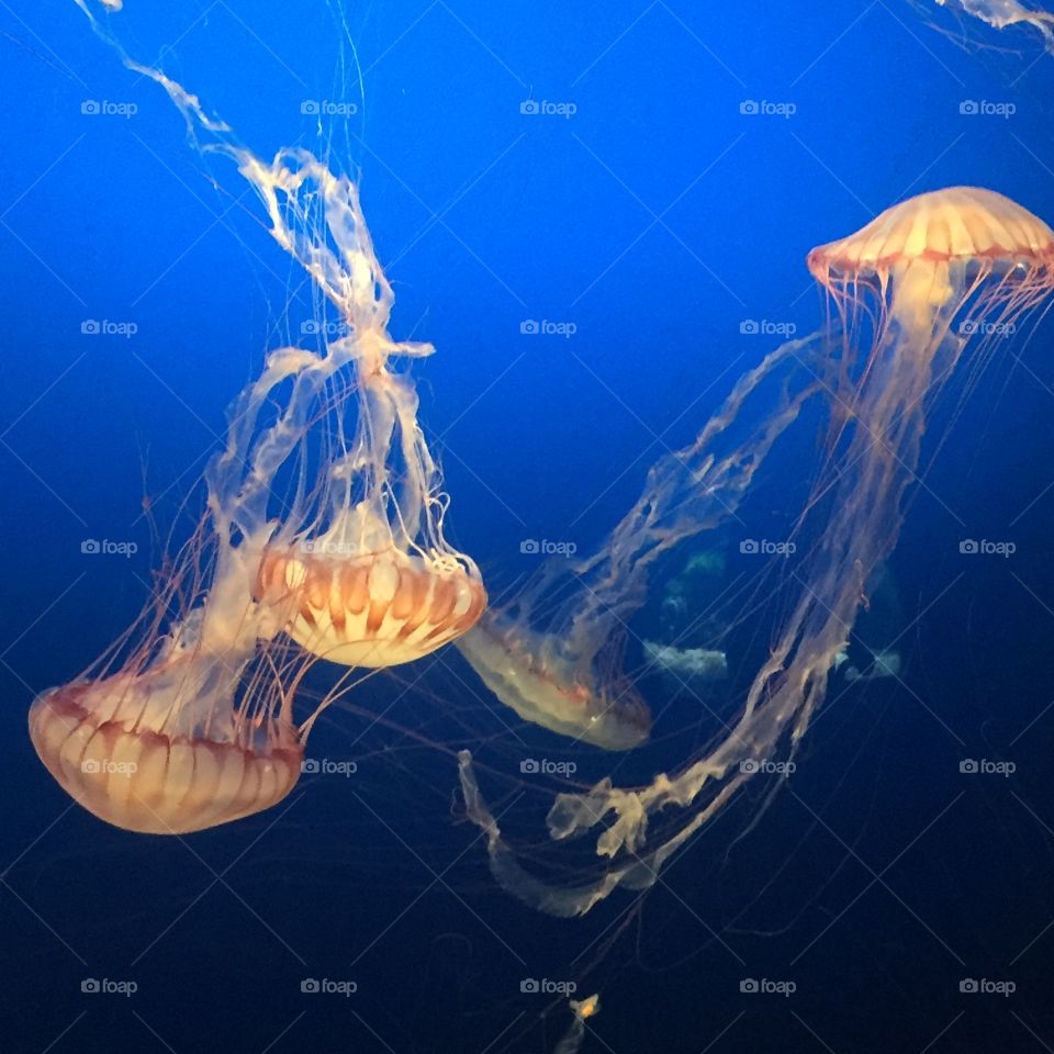 Jellyfishes 