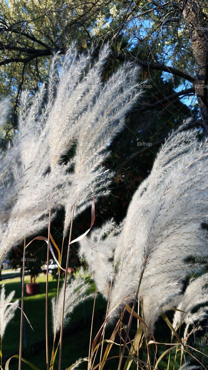 wisps of fall grasses