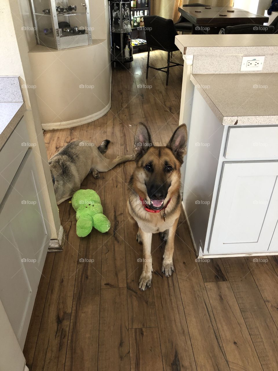 Jax and his new toys