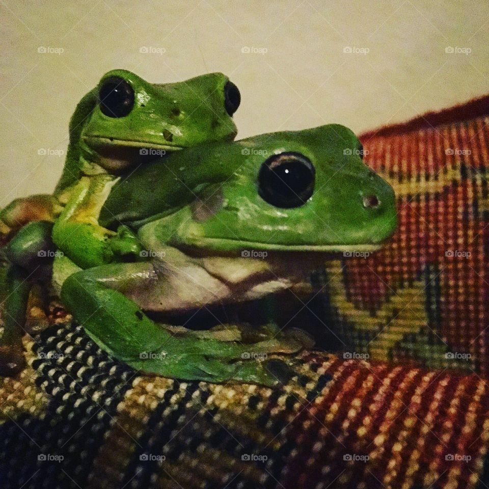 Nature in the top end. Green tree frogs. Night time visitor