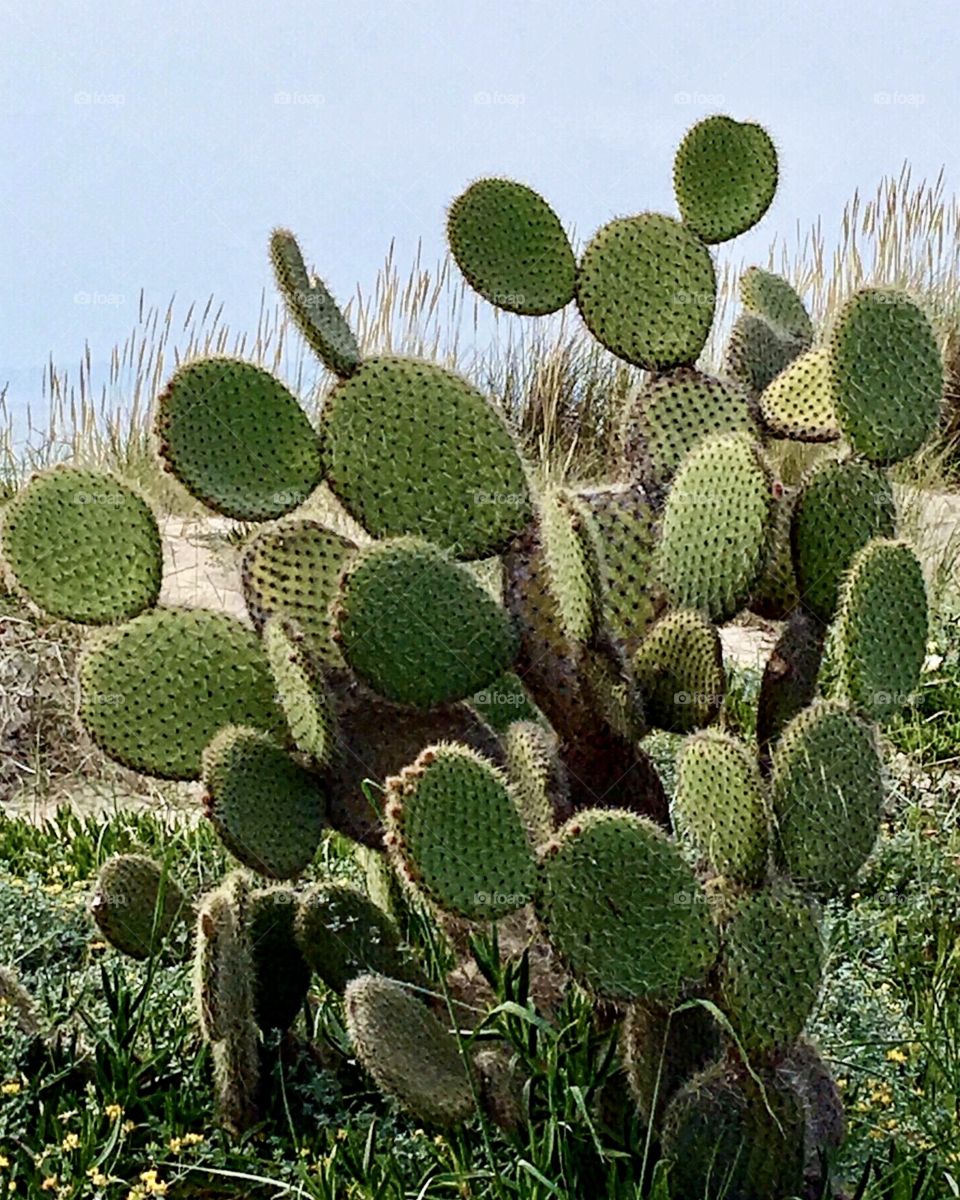 Cactus, Mickey Mouse Shapes 